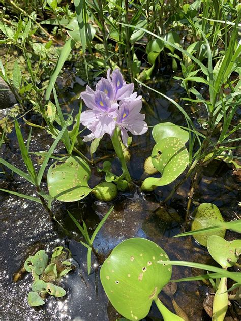 Water Hyacinth (Eichhornia Crassipes), Antonio de Pádua Nu… | Flickr