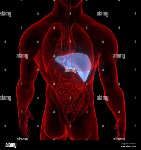 Liver Is A Part Human Body Internal Organs Anatomy 3d Stock Photo Alamy