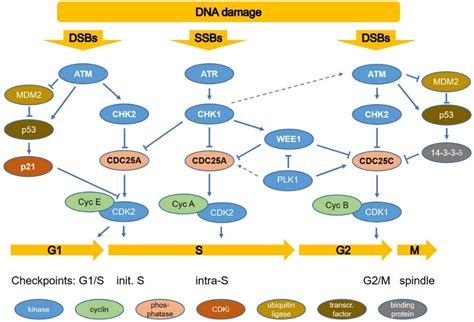 Cancers Free Full Text Targeting Cell Cycle Checkpoint Kinases To
