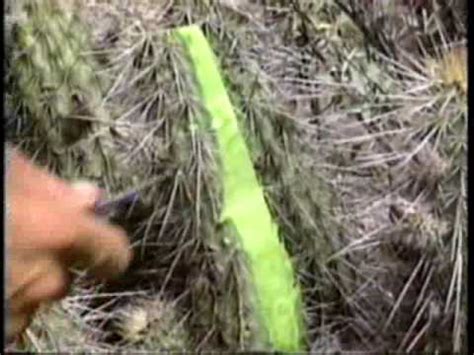 The desert experiences rains from time to time. How to Eat Cactus in a Survival Situation - YouTube