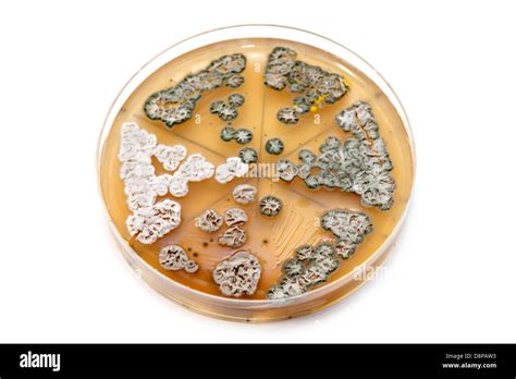 Genetically Modified Fungi On Agar Plate For Antibiotics Production