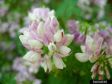 However there is another type of vetch that is perfectly fine to feed to horses, but is a legume like alfalfa hay and should be fed sparingly. purple crown-vetch, Securigera varia (Fabales: Fabaceae ...