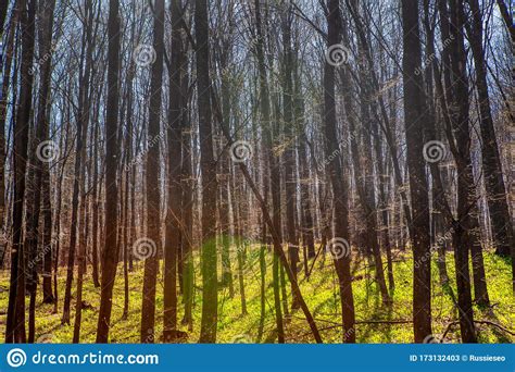 Dense Forest 库存图片 图片 包括有 美丽如画 背包 室外 环境 夏天 草坪 人们 173132403