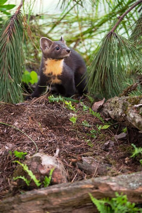 American Pine Marten Martes Americana Looks Up And To Right From Ground