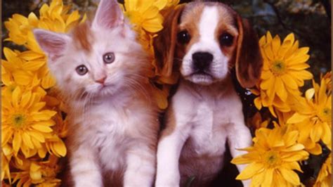 Cute Puppy Kitten Hd Desktop Wallpaper Widescreen High