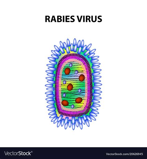 Rabies Virus Infographics Royalty Free Vector Image