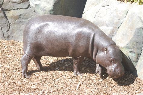 Pygmy Hippopotamus Zoochat
