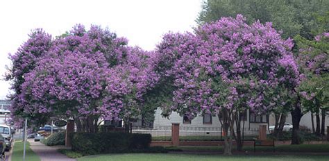 What grows well with crepe myrtles? Items similar to 6 Muskogee (Lavender) Crape Myrtle Trees ...