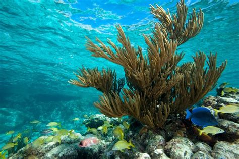 Coral Reef Beauty Bahamas Nature Ocean Photos Species Of Sharks