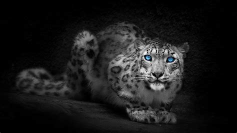 Snow Leopard With Blue Eyes Backiee