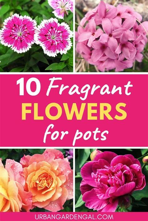 The top five most fragrant flowers cannot exclude the following jasmines are undoubtedly one of the most popular fragrant flowers with its exotic smell and lingering beauty. 10 Fragrant Flowers for Pots | Urban Garden Gal
