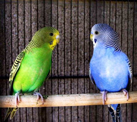 Also, don't forget to get toys that will help stimulate your bird's active brain. green parakeet, blue parakeet | these parakeets (and a few ...