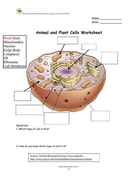 Animal Cell Labeling Worksheet Pdf