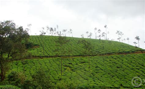 India is the 6th largest country in the world that grows coffee. Why you need to head to India for a drink - IV - Saffron ...