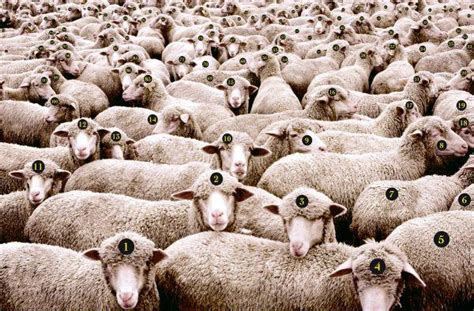 Counting Sheeple Eternal Vigilance