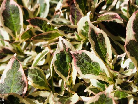 If you like flowering bushes full sun, you might love these ideas. Weigela florida 'My Monet' MY MONET WEIGELA deciduous ...