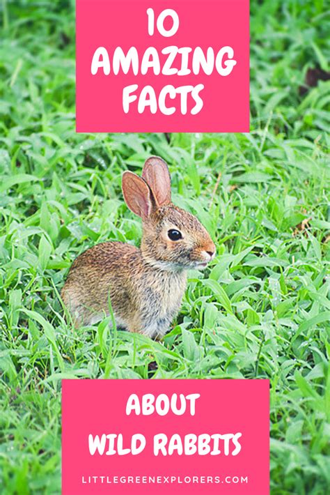 10 Amazing Facts About Wild Rabbits How Long They Live What They Eat