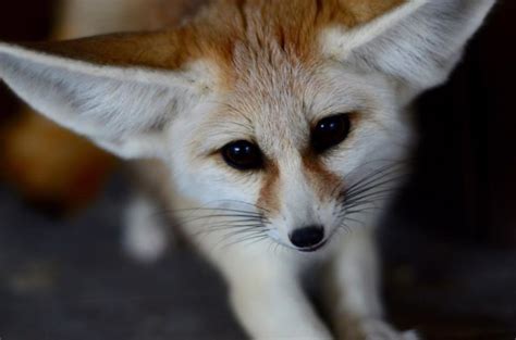 Fennec Fox Animal World And Snake Farm