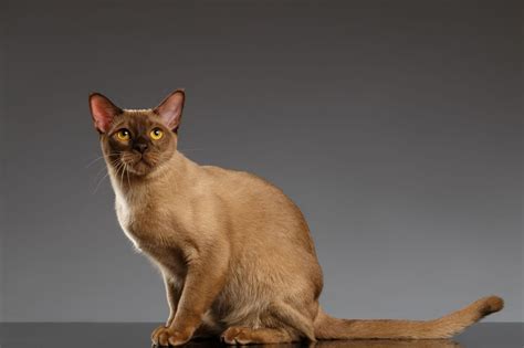 Gatto Burmese Carattere E Prezzo Mondo Gatti
