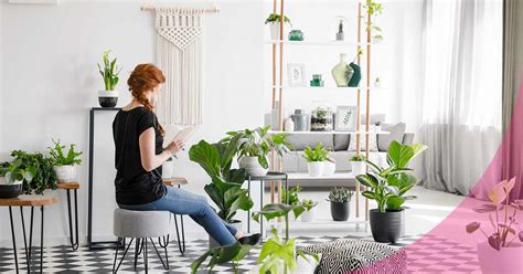 ¿Cómo cuidar las plantas de interior en verano?