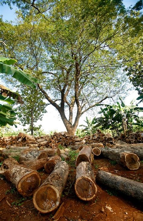 Lapisan troposfer juga memiliki fungsi. Pemanasan Global: Pengertian, Proses Terjadinya & Dampak