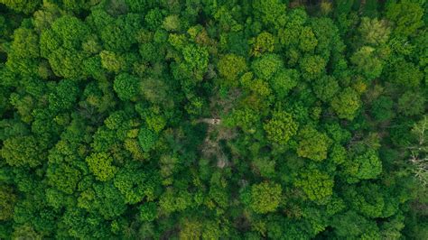 Forest Aerial View 4k Wallpapers Wallpaper Cave