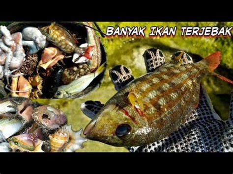 Check spelling or type a new query. PANTAI INDAH HASIL ALAM MELIMPAH - Berburu Teripang, Bulu ...