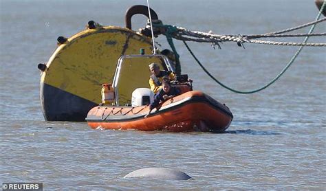 Beluga Whale Could Remain In The Thames For Months Say