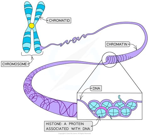Cie A Level Biology Chromosome Structure