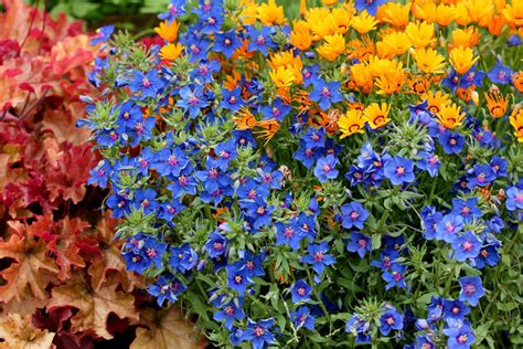 Annies Annuals And Perennials Winter Win