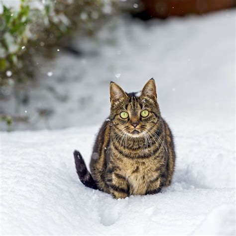 20 Cats That Appreciate Snow