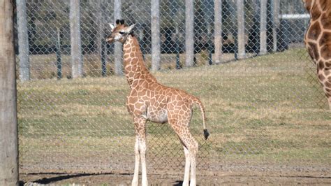Baby Giraffe Walking Tall At Mogo Zoo Photos Bay Post Moruya