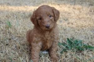 Double doodle puppy for sale near texas, san antonio, usa. Double Doodle Puppies for Sale | Goldenbelle Doodles