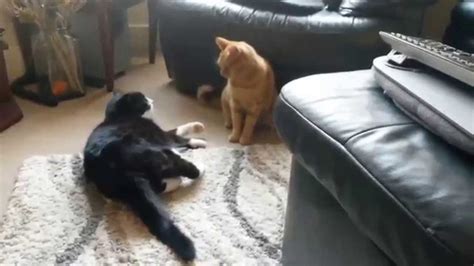 Cats Fighting And Then Attacking Its Owner Youtube