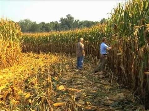 Georgia Farmer Sets New State Corn Yield Record Youtube