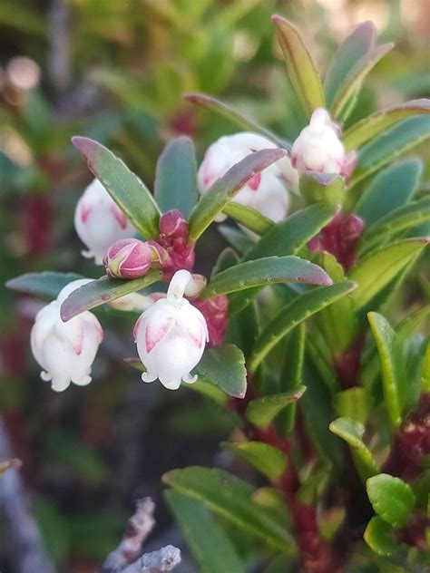 Wintergreens Ericaceae Heath Of The Pacific Northwest · Inaturalist