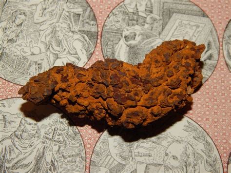 Genuine Coprolite Real Fossilized Poop Dung Stone Poop Etsy