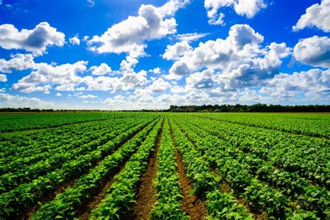 2154135 Agriculture Field Stock Photos Free And Royalty Free Stock