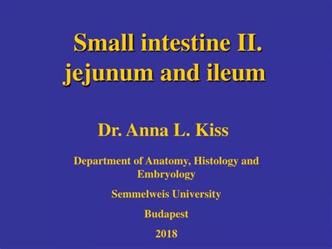 Ppt Small Intestine Ii Jejunum And Ileum Powerpoint Presentation