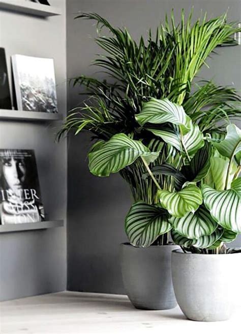 Indoor Plants Styling Tips The Home Studio