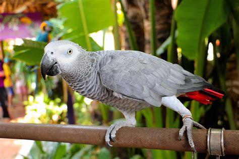 8 Best Talking Bird Species To Keep As Pets