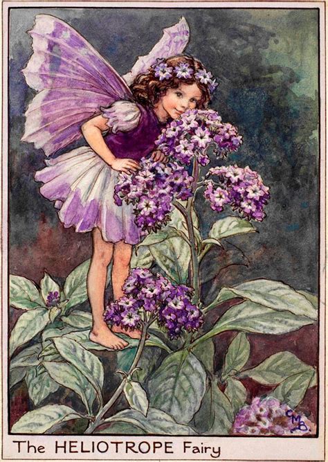 The Heliotrope Fairy Flower Fairies