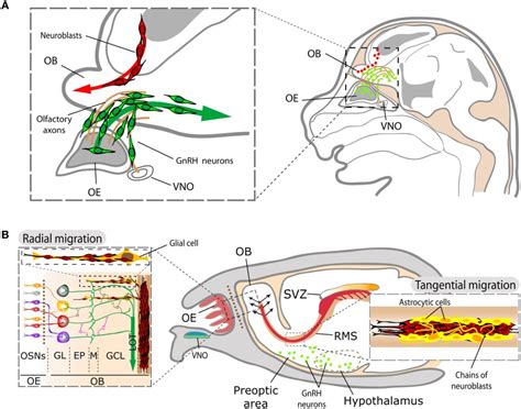 Schematic Representation Of Svz And Gnrh Neuroblast Migration Within