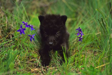 Black Wolf Pup In Flowers — Stock Photo © Twildlife 5849319