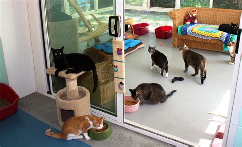 Here Kitty Kitty Adoption Fees Waived At The Southampton
