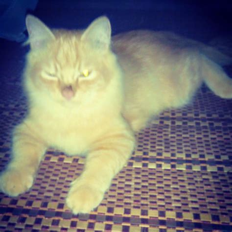 2,280 likes · 37 talking about this. KUCING PARSI UNTUK DIJUAL