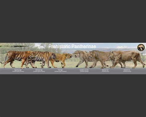 Extinct And Modern Big Cats Pantherinae