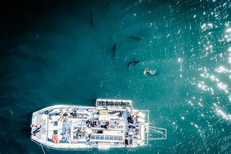 Rekiny W Morzu Śródziemnym — Jakie Gatunki Tu Spotkasz