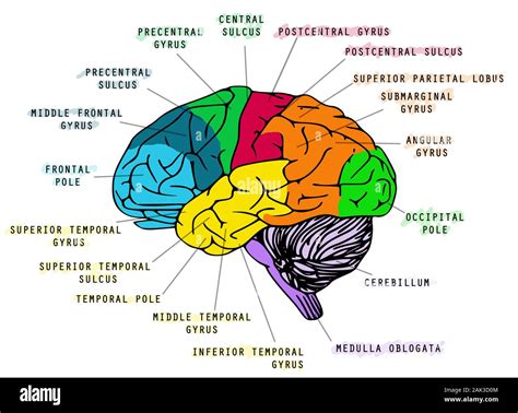 Ilustración De La Anatomía Del Cerebro Humano Sobre Fondo Blanco Ideal