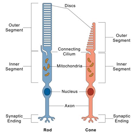 Cone Rod Dystrophy Medlineplus Genetics